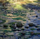 head-of-the-williamson